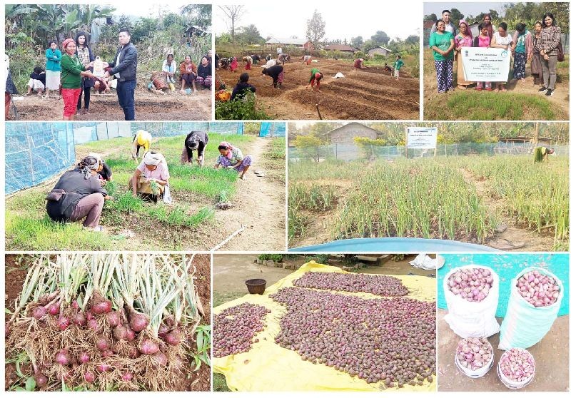 Central Institute of Horticulture, Medziphema conducted off-farm demonstration from January to May on cultivation of onion variety ‘Nasik Red’ at Punglwa ‘B’ village. 